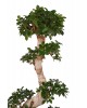 Büyük Ficus Ginseng Bonsai